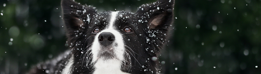 Les Border Collies : Des Chiens de Travail Remarquables au Cœur Noble