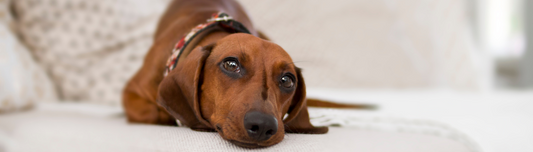 Les Teckels : Le Petit Chien à la Grande Personnalité