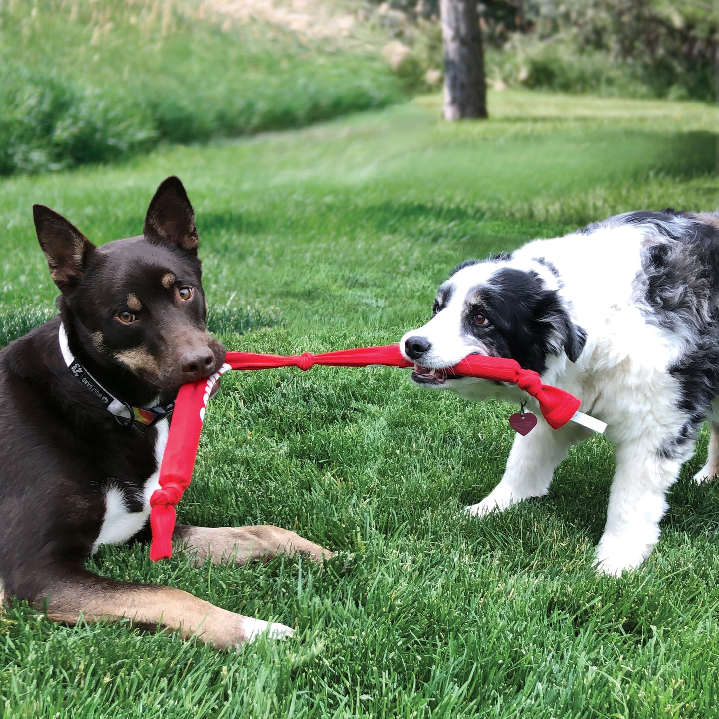 Jouet kong Signature Crunch Triple Rope pour chien