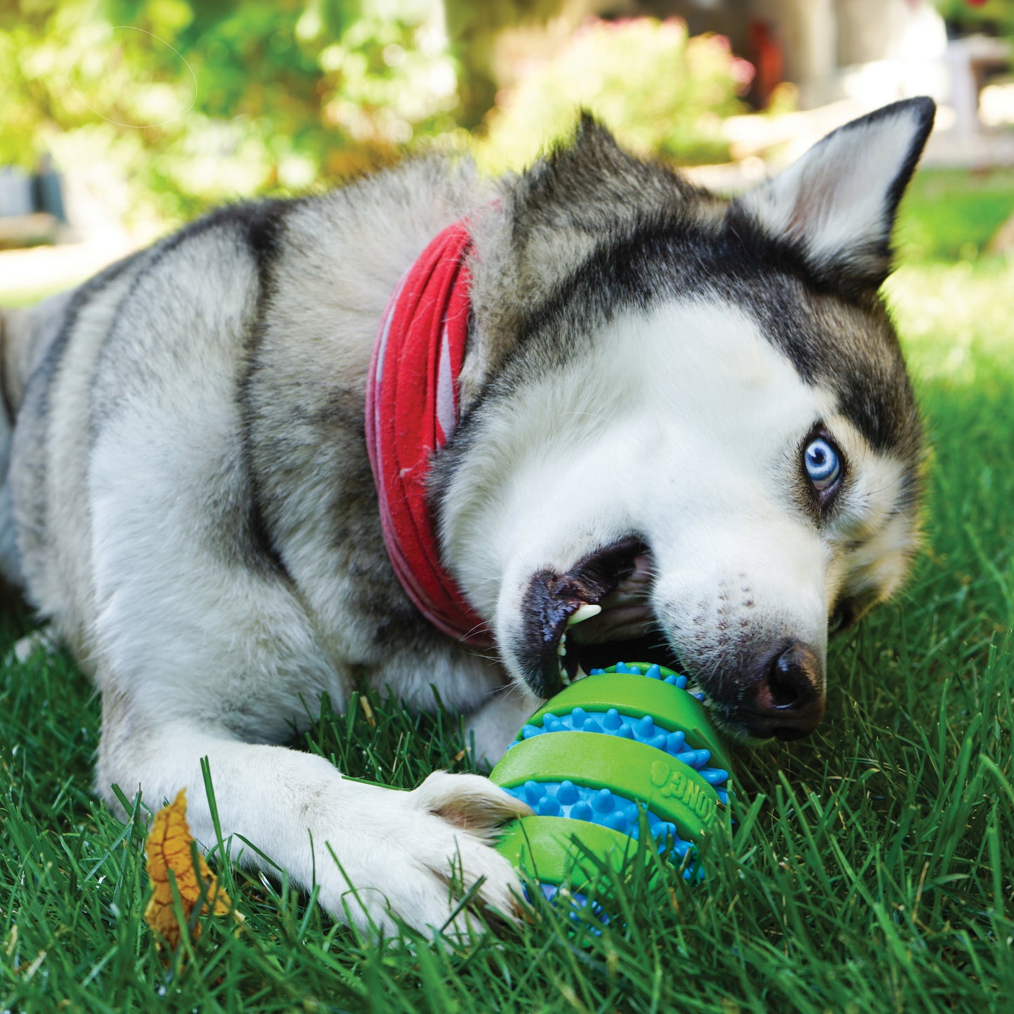 Jouet Kong Squeez Goomz pour chien