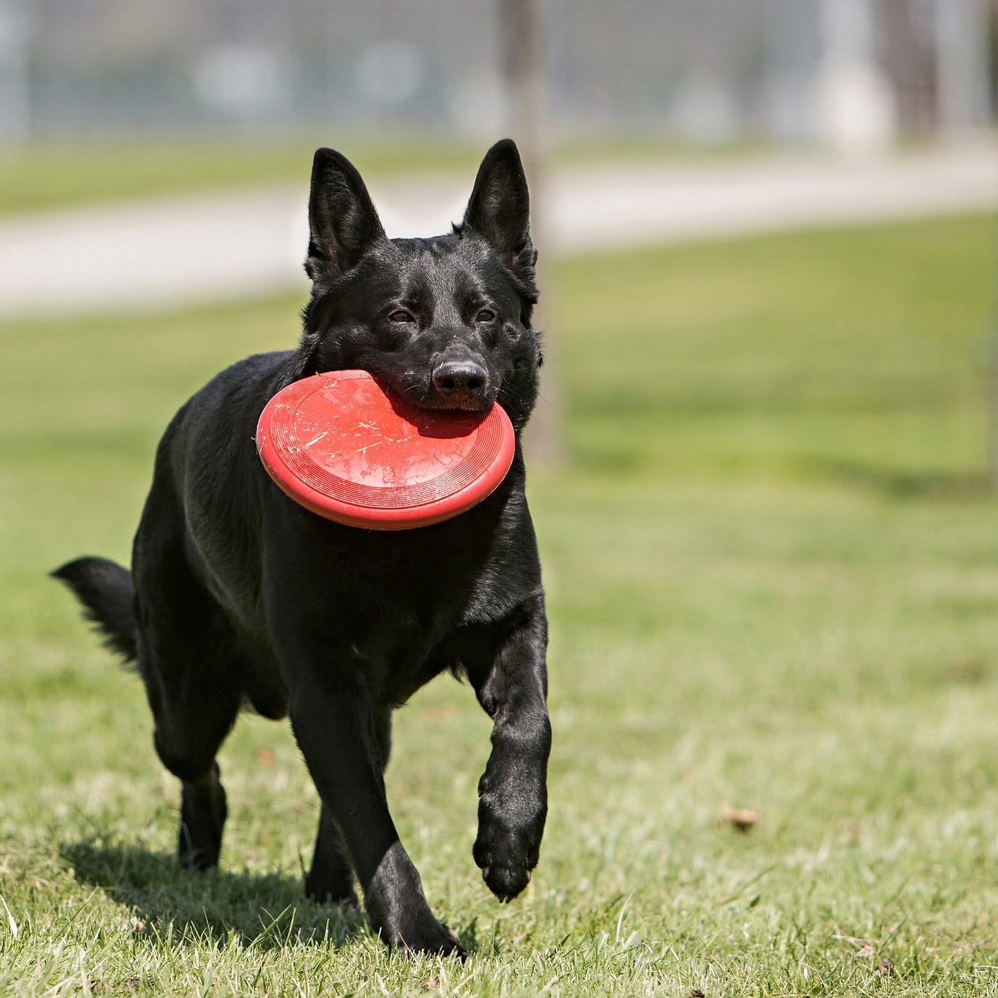 Frisbee Kong Flyer rouge