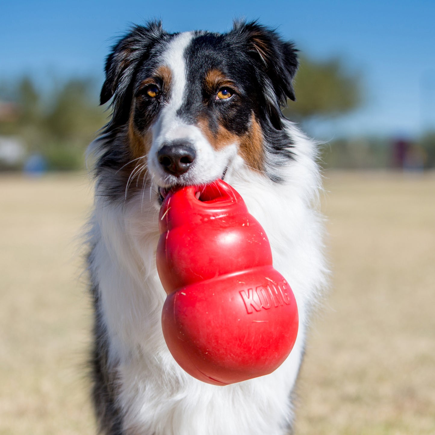 Kong Bounzer rouge