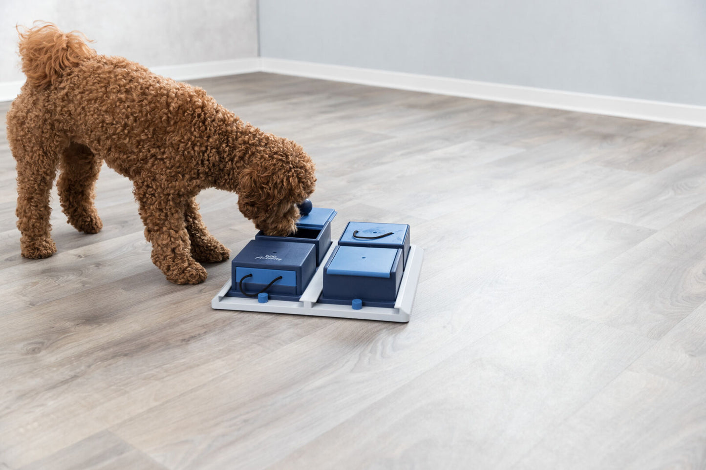 Bol interactif Poker Box Niveau 2 pour chien