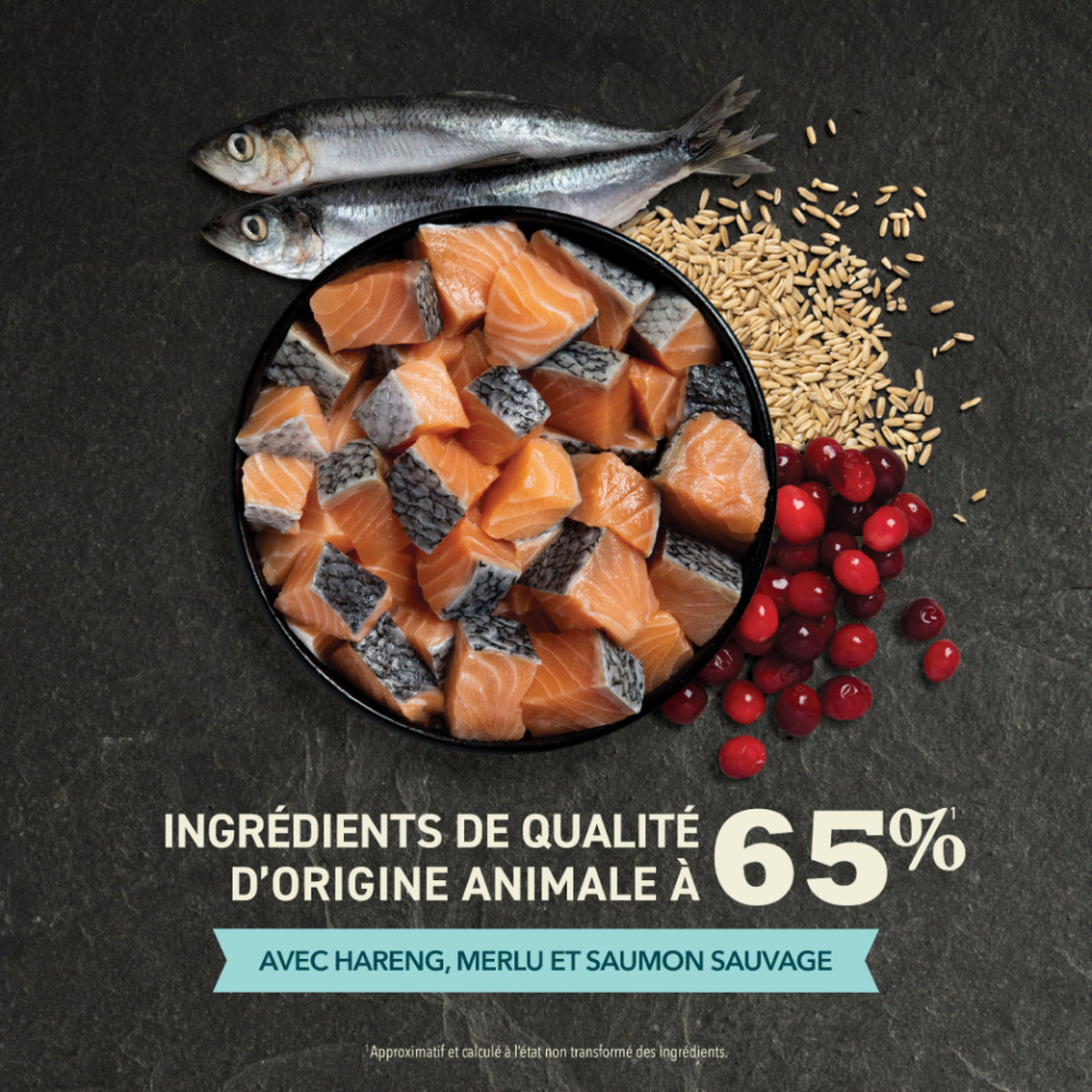 Adulte Prises Abondantes avec Saumon - Acana